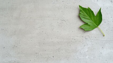 Single green leaf on textured concrete background, minimalist nature concept.
