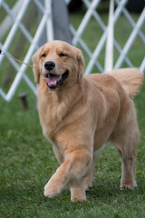 Happy Golden Retriever in a dog show