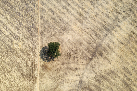 Aerial view of a tranquil landscape featuring holm oaks and agricultural fields with abstract patterns, Montecorto, provincia de Malaga, Spain.