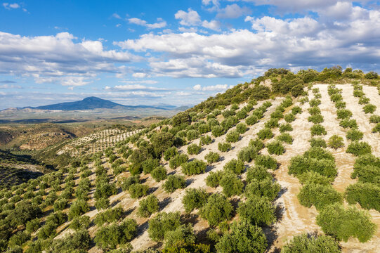 Aerial view of olive trees in a picturesque landscape with hills and a serene sky, Luque, provincia de Cordoba, Spain.