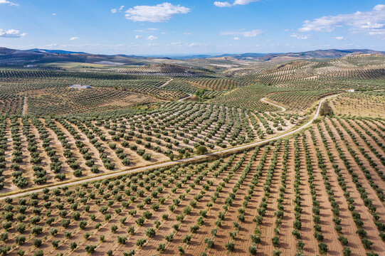 Aerial view of olive trees in a picturesque farmland landscape with a scenic road, Luque, provincia de Cordoba, Spain.