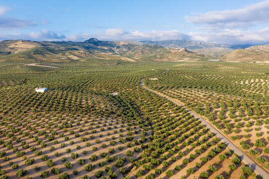 Aerial view of olive trees in a scenic farming landscape with green fields and hills, Luque, provincia de Cordoba, Spain.