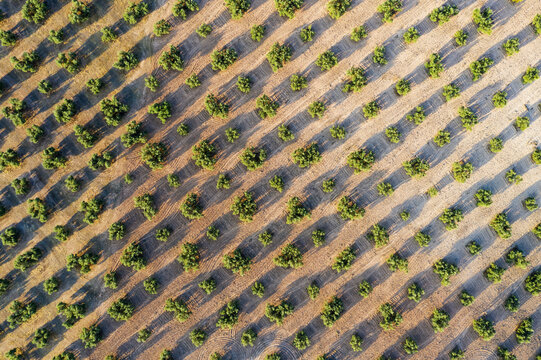 Aerial view of olive trees in a beautiful agricultural field with green rows and natural patterns, Luque, provincia de Cordoba, Spain.