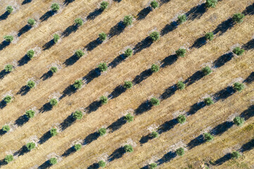 Aerial view of beautiful olive trees in patterns across a rural field, Priego de Cordoba, provincia de Cordoba, Spain.