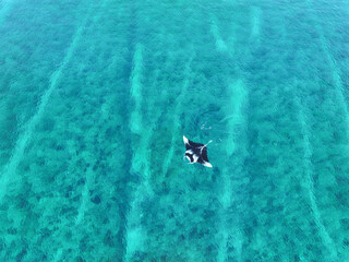 Aerial view of a beautiful tropical reef with clear turquoise water and a manta ray swimming, Naivaadhoo, Maldives.