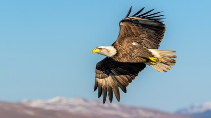 Obraz premium Ecological impact wildlife protection concept. Majestic eagle soaring in clear blue sky.