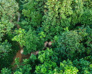 Aerial view of lush tropical forest with elephants and dense greenery, Nalitabari, Sherpur, Bangladesh.