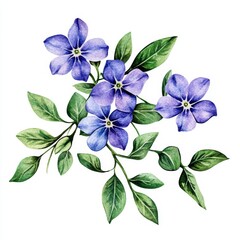 Fototapeta premium Vínca mínor, among the first spring wild flowers, is beautifully captured in a hand-drawn watercolor painting set against a white background