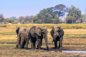 Fototapeta premium Elephants at a Waterhole surrounded by Nature, Sambesi Stripe, Namibia