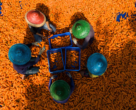 Aerial view of colorful farmers harvesting carrots in baskets with teamwork and vibrant hats, Rowail, Dhamrai, Bangladesh.