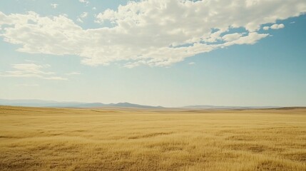Fototapeta premium Vast golden wheat field under a bright blue sky with scattered white clouds