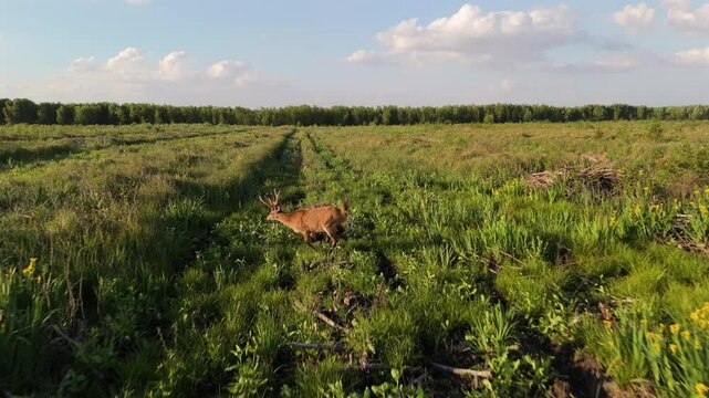 Swamp deer wading through wetland habitat in Misiones, Argentina, drone view