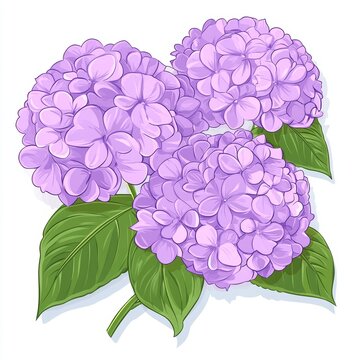 purple hydrangea blooms with green leaves clip art preview
