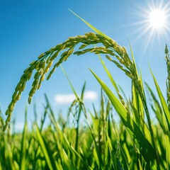 Naklejka premium An animated depiction of a rice plant growing rapidly under the sun