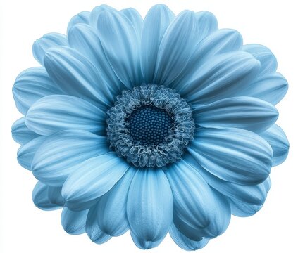 The x-ray image of a gebera flower is depicted against a white background