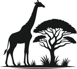 giraffe with an acacia tree