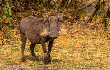 Warthog in Africa, Namibia