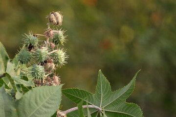 Castor oil plant, vegetable from where extracts the known laxative castor oil, used to produce...