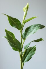 Obraz premium Green leaves of a plant stand tall against a light background showcasing natural beauty and growth potential