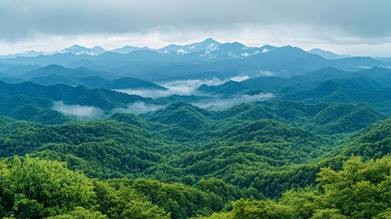 Fototapeta premium Misty Mountain Range. Lush Forest
