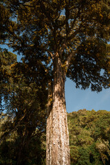 Fototapeta premium Majestic tree reaching for the sky on mount meru, tanzania