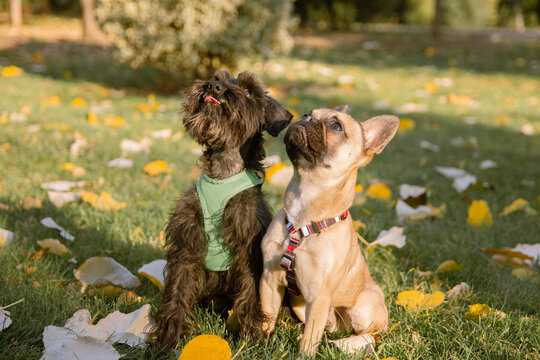 dog friendship. Dog and man. Black terrier and French bulldog playing in the park.