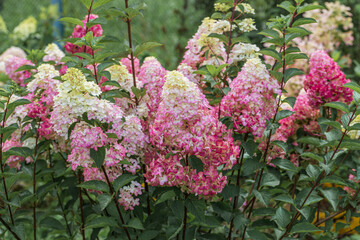 Hydrangea paniculata sort Fraise Melba hydrangea with pink flowers blooms in the garden in summer