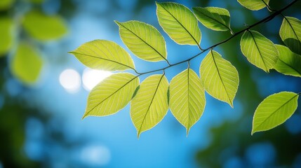 Sunlight filtering through green leaves creates a vibrant display in a tranquil outdoor setting during the afternoon