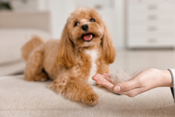 Woman with pet's hair and cute dog indoors, selective focus