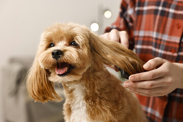 Woman brushing dog's hair indoors, closeup. Pet grooming
