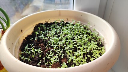 vegetable and green seedlings on the window on a sunny day,conscious consumption and a sustainable economy