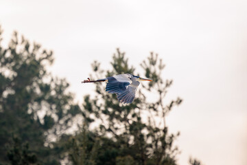 Grey Heron captured in flight