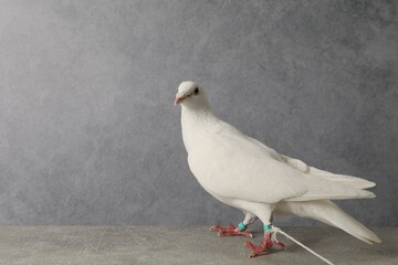 One beautiful white dove on grey table, space for text