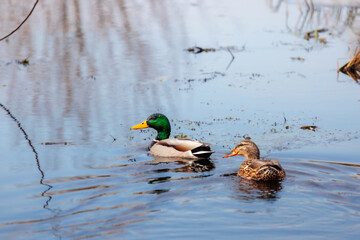 ducks swimming in the pond