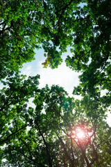 Fototapeta premium Sunlight Filtering Through Lush Green Tree Canopy 