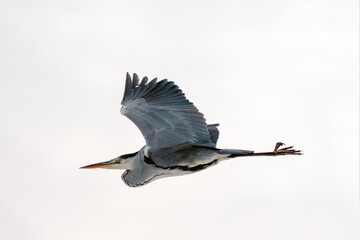 Grey Heron captured in flight