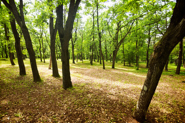 Fototapeta premium Sunlit Forest with Trees and Fallen Leaves 