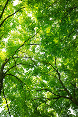Green Tree Canopy 