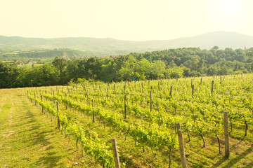 Naklejka premium Vineyard in Golden Light