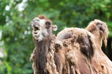 Camel in Natural Habitat 