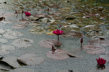 Stunning macro shot of a blooming water lily (Nymphaea) adorned with delicate raindrops on its...