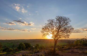 Obraz premium tree with sunset behind