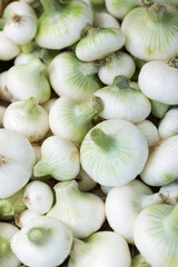 Bunch of Fresh White Onions