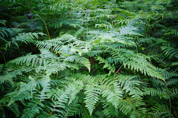 Lush Fern Foliage Background