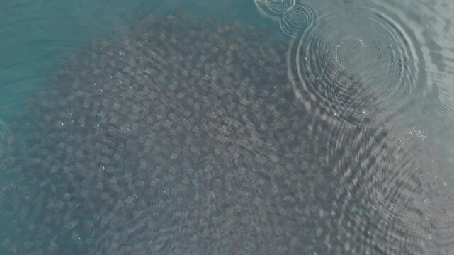 Huge school of mobulas mobula munkiana in cortez sea ensenada de los muertos baja california sur Mexico, drone footage while leaping and dancing
