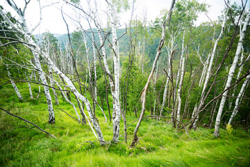 Fototapeta premium Serene Birch Grove in Springtime