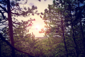 Sunset through Forest Trees 