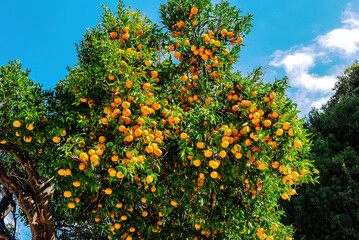 Lush orange tree with ripe fruits under bright blue sky. Vibrant green leaves contrast with vivid...