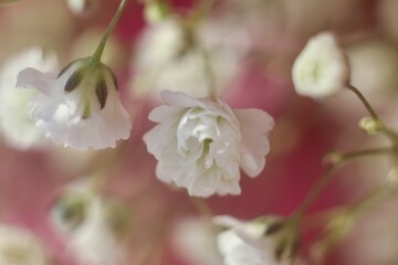Close-up view of pink and white baby's breath flowers. Delicate flowers blooming in the soft light