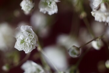 Close-up view of pink and white baby's breath flowers. Delicate flowers blooming in the soft light